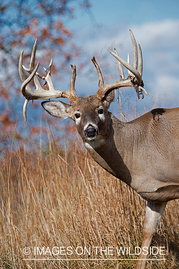 White-tailed buck losing velvet.