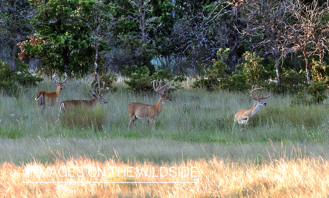 White-tailed bucks in velvet.