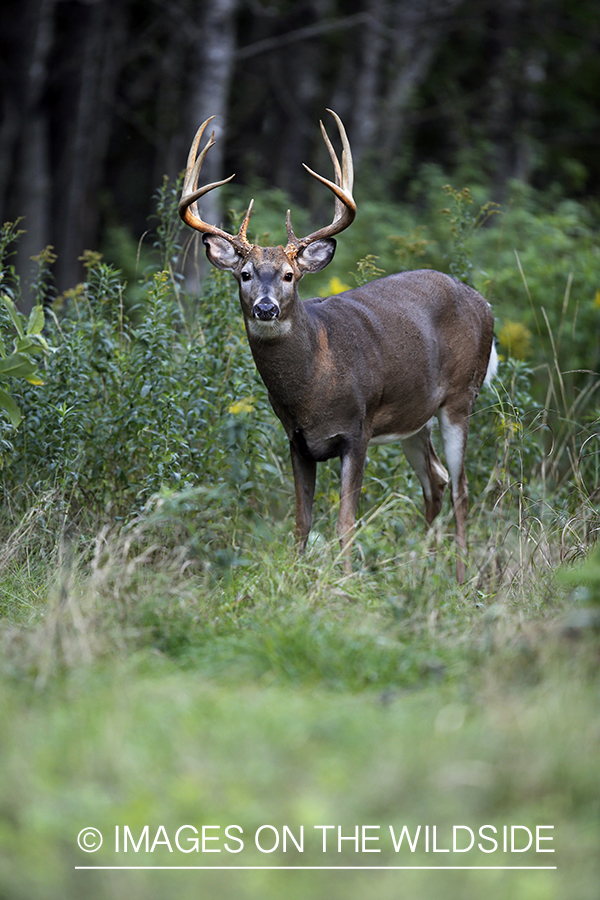 White-tailed buck in habitat.