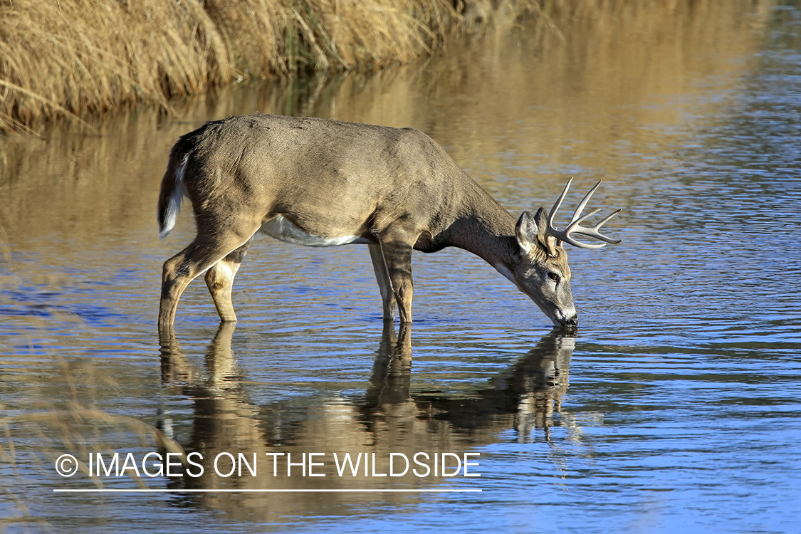 White-tailed buck in habitat.