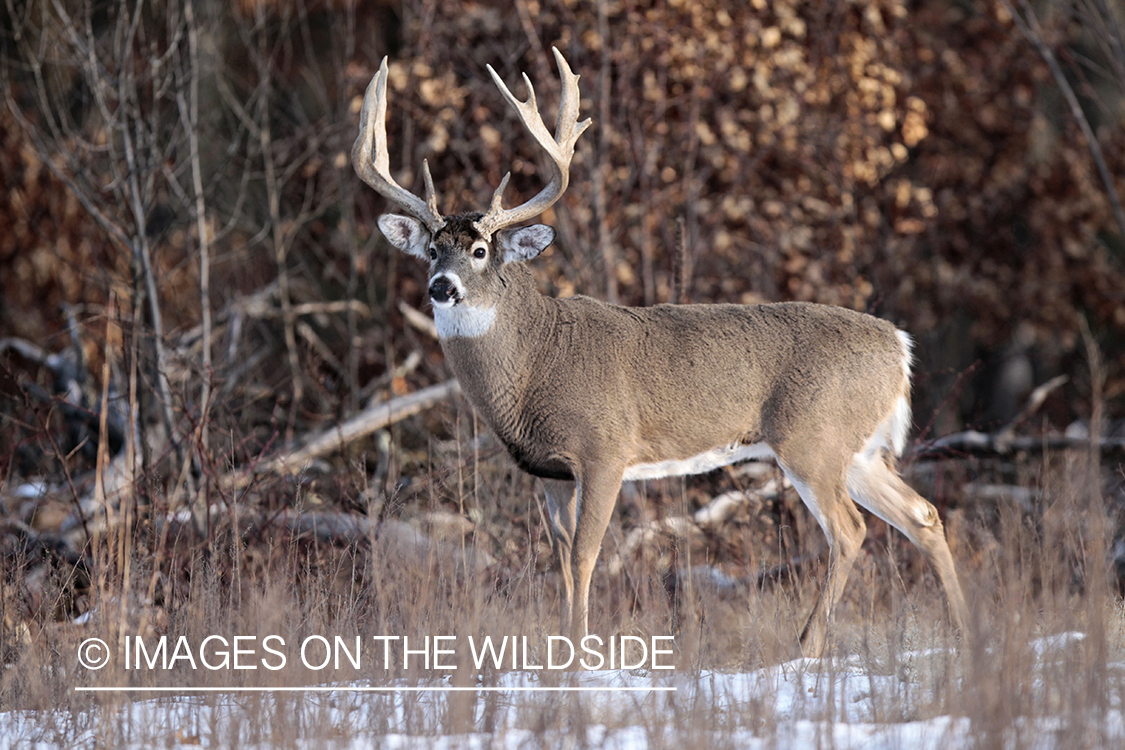 White-tailed buck in habitat. 