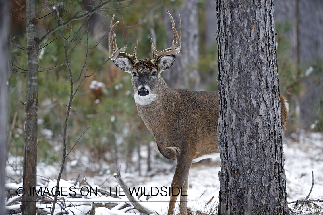 White-tailed buck in winter habitat.