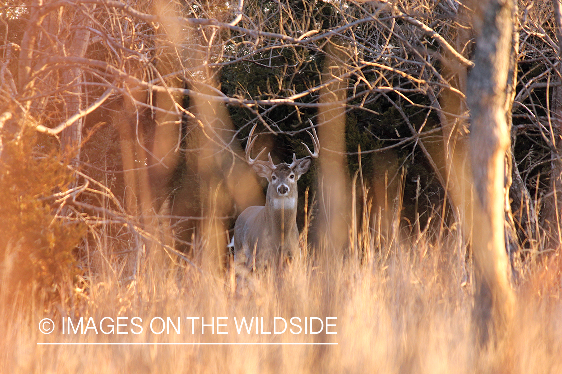 White-tailed buck in habitat.