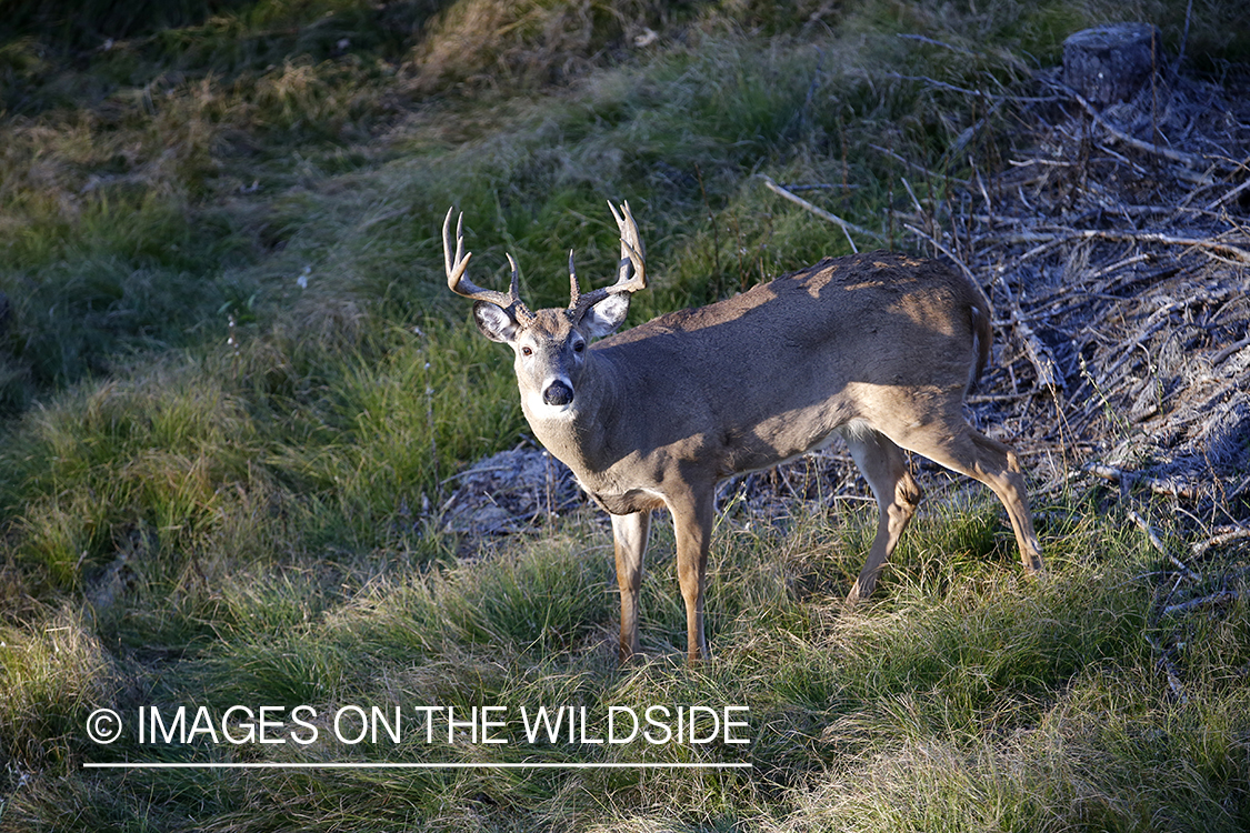 White-tailed buck photographed from tree stand.