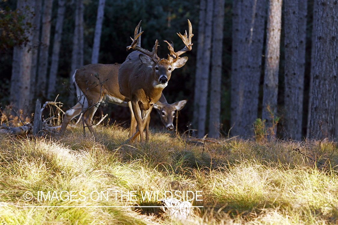 White-tailed buck with doe.