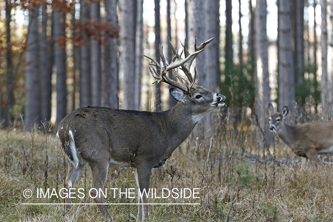 White-tailed buck doing lip curl.