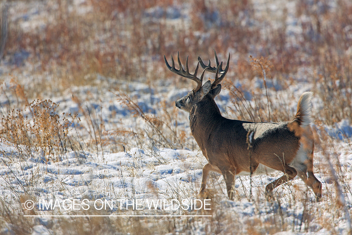 White-tailed buck flagging in field.