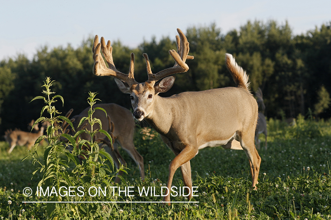 White-tailed buck in velvet.