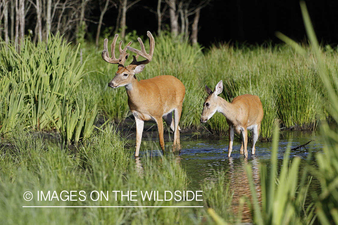 White-tailed deer in velvet next to water. 