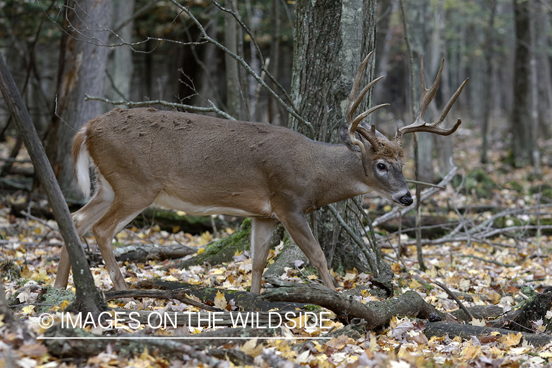 White-tailed buck in field.