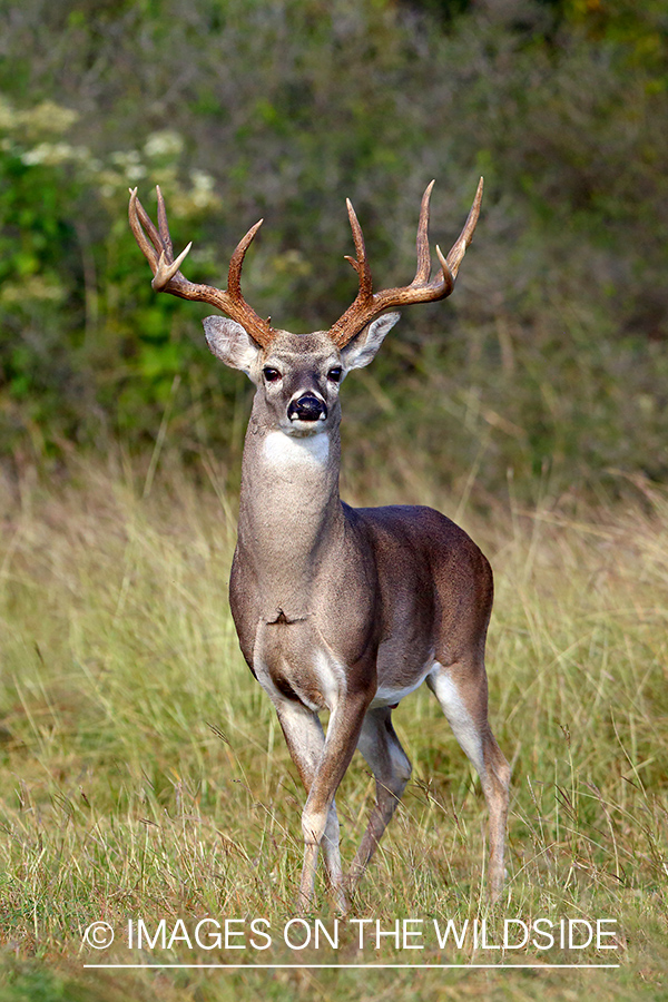 White-tailed buck in field.