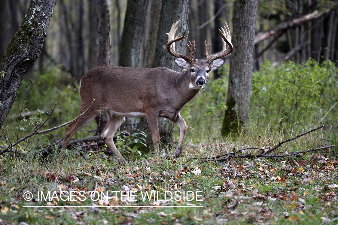 White-tailed buck in field.