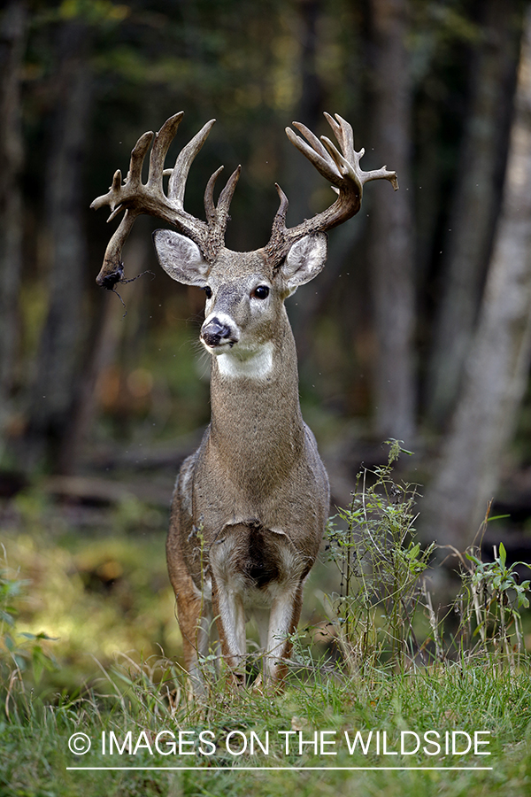 White-tailed buck in the rut.