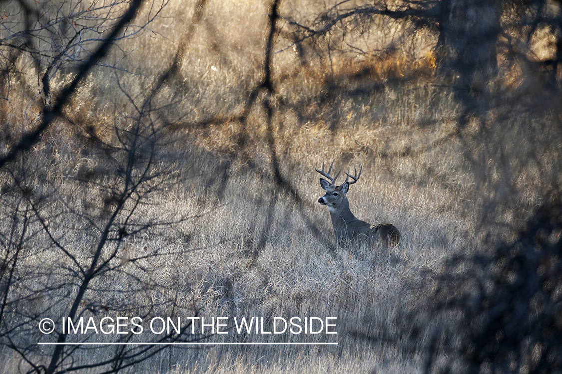 White-tailed buck in the rut.