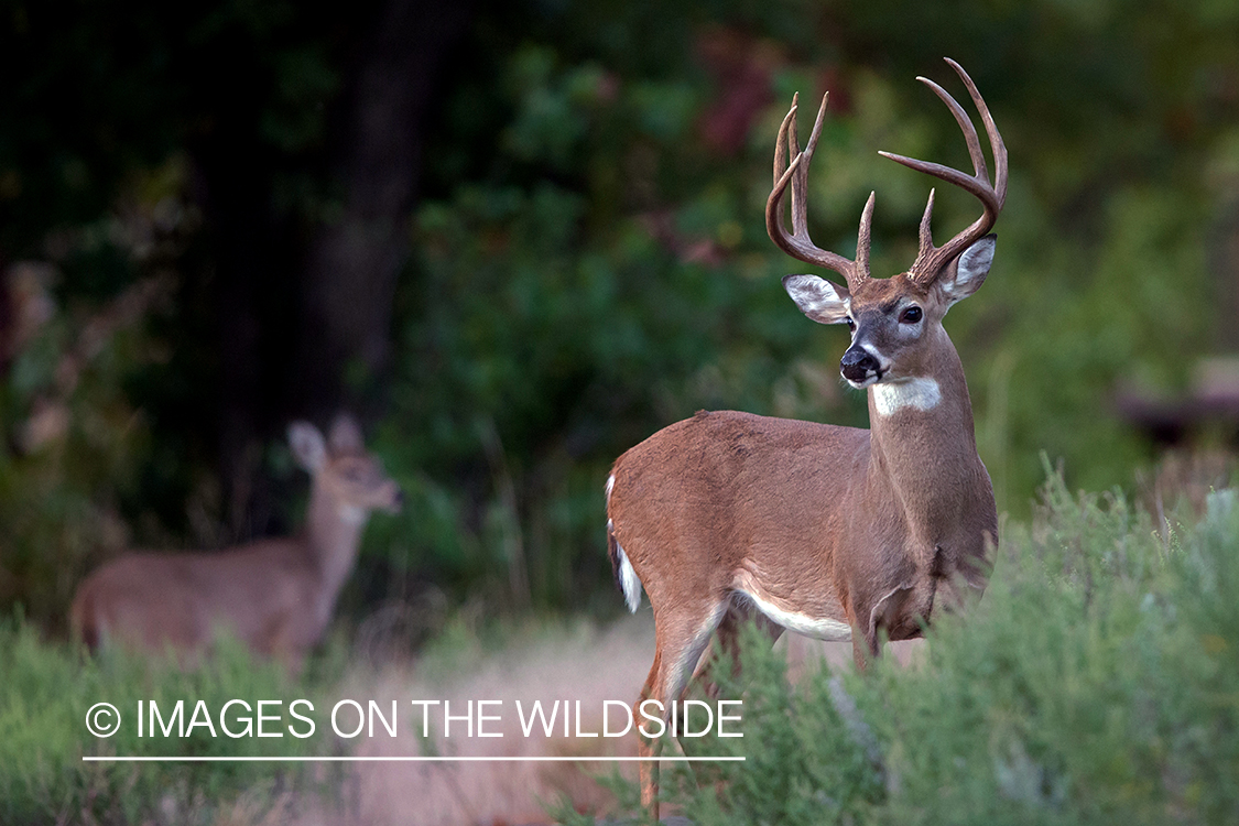 White-tailed buck in field.