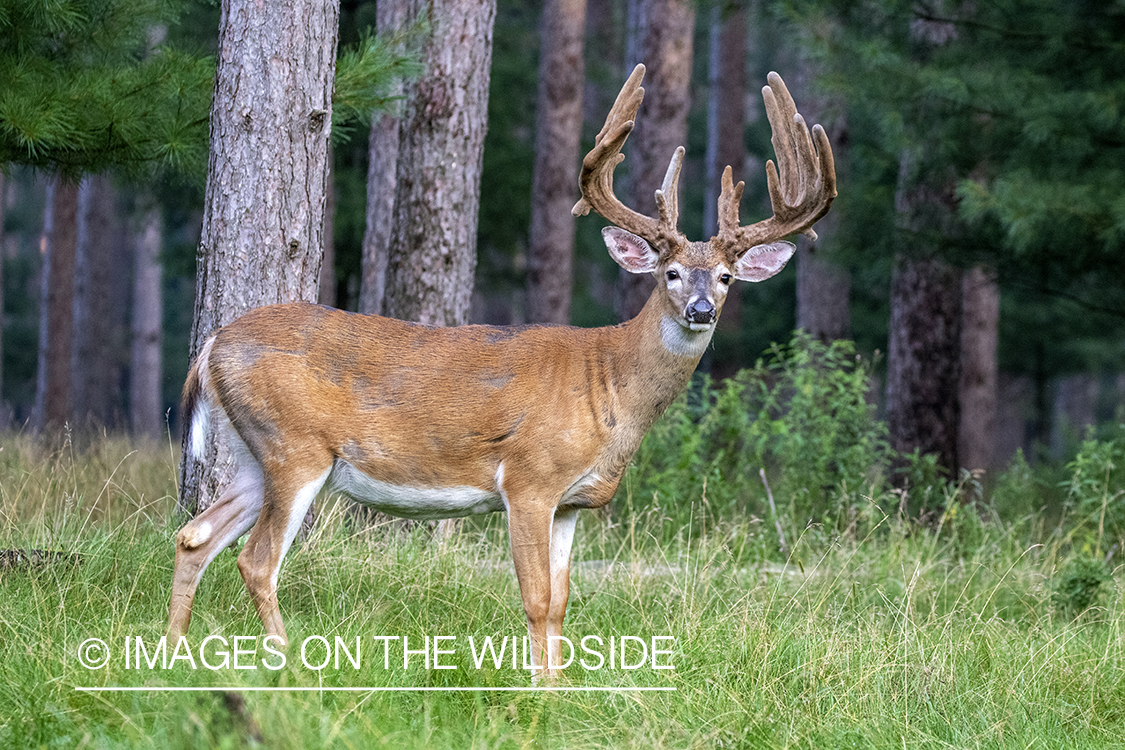 White-tailed buck in Velvet.