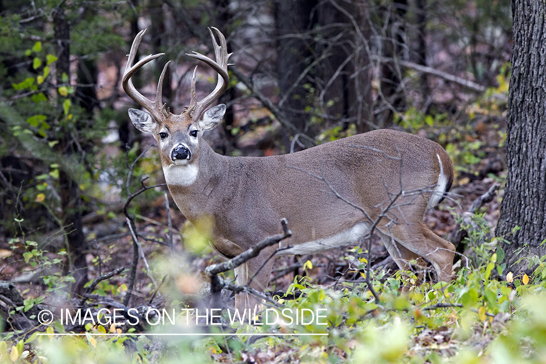 White-tailed buck in field.