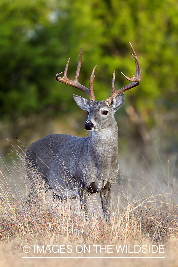 White-tailed buck in field.