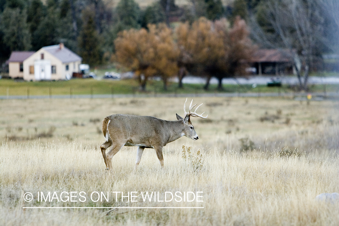 White-tailed deer in habitat