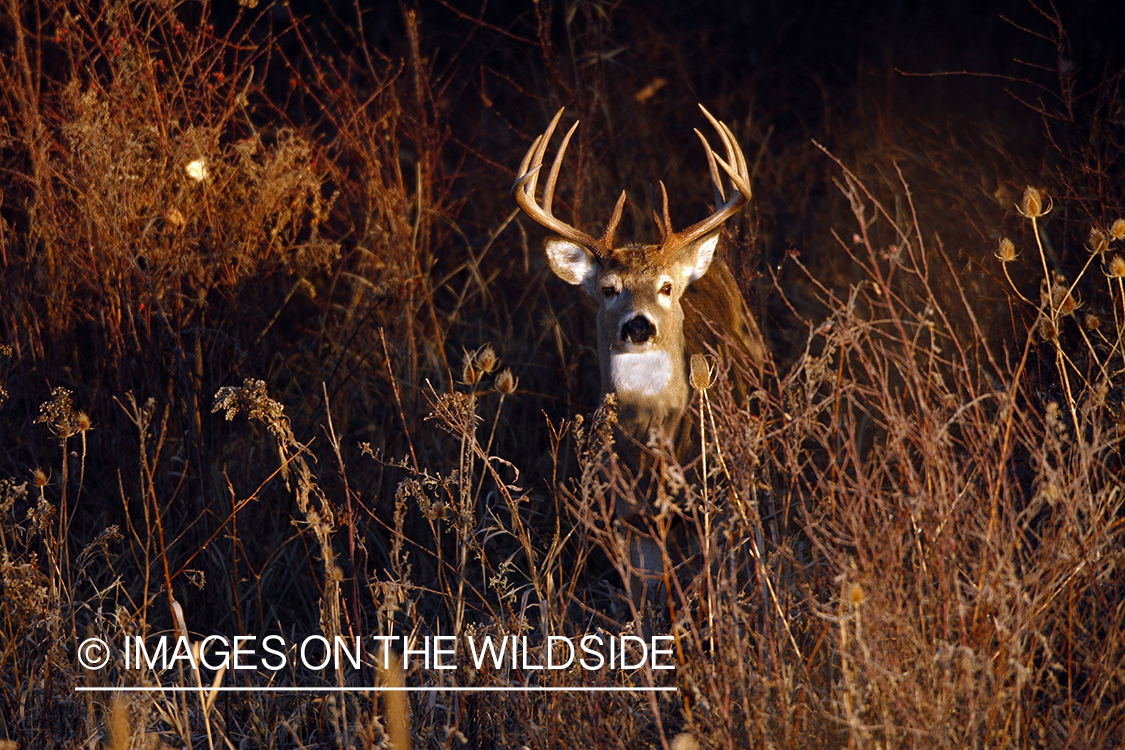 White-tailed deer in habitat