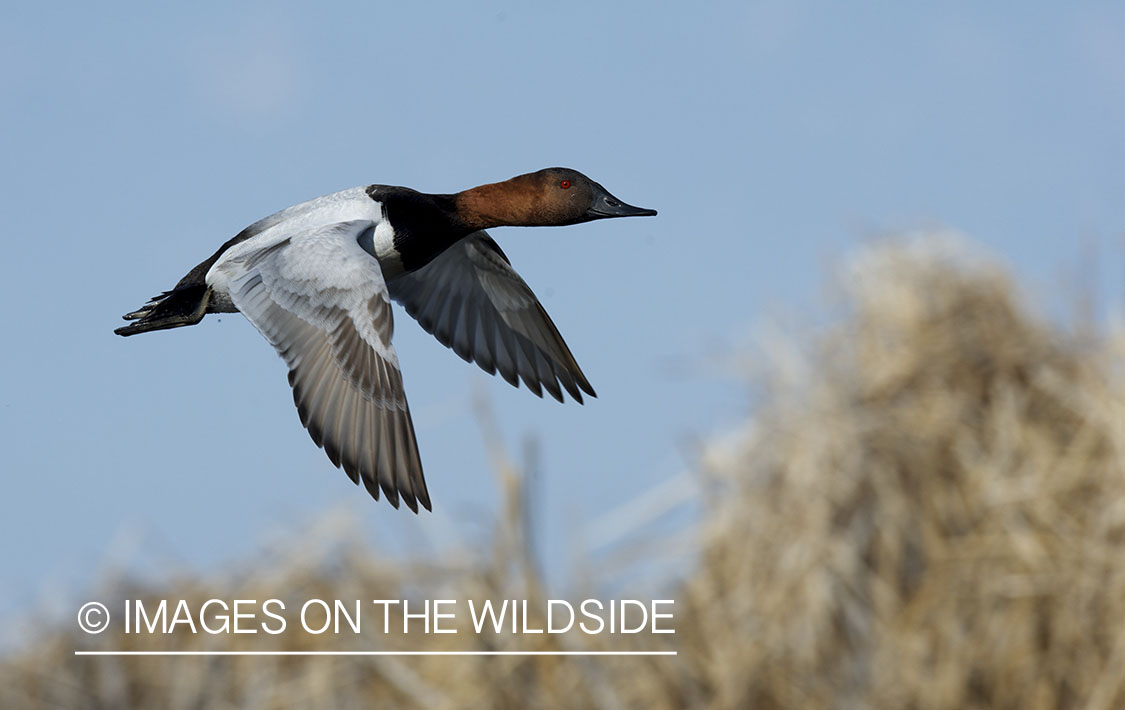 Canvasback duck in flight.