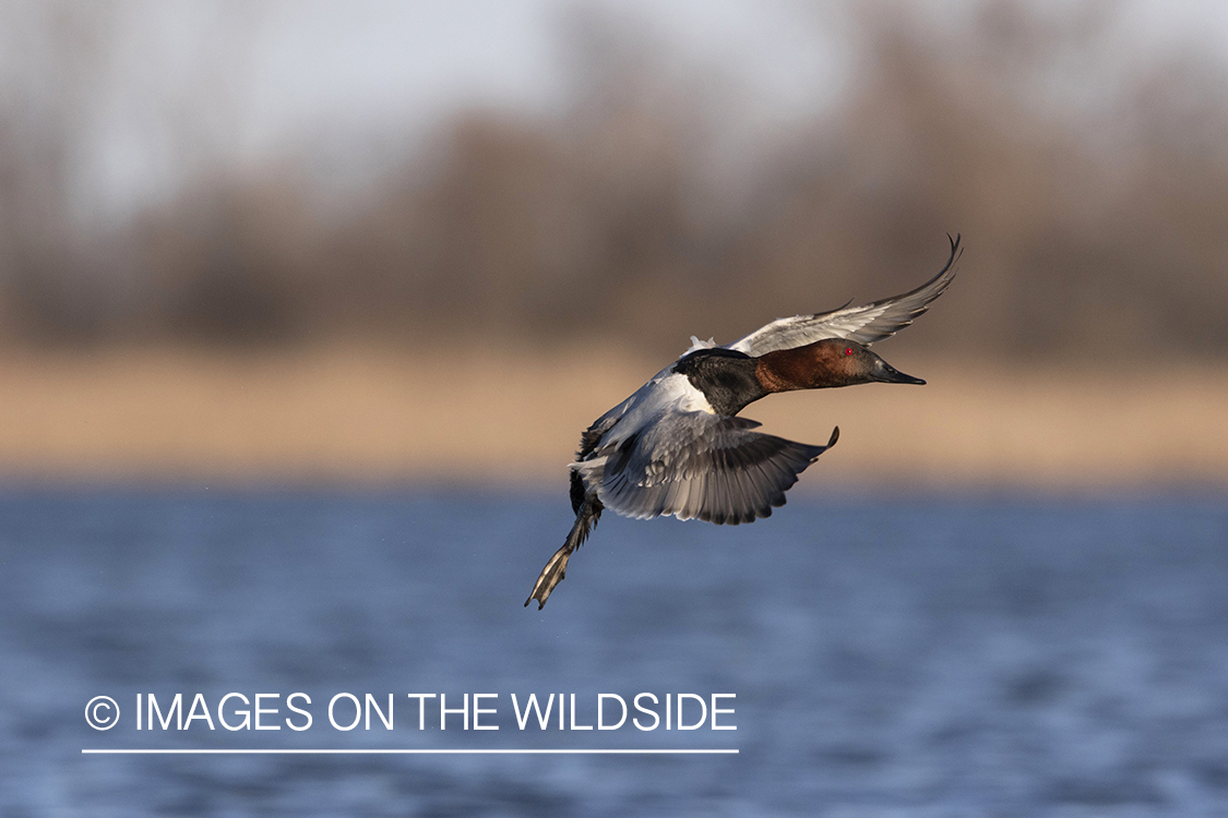 Canvasback drake in flight.