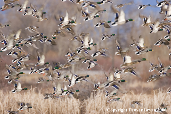 Flock of mallards in flight.