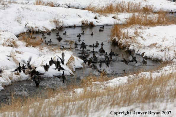 Flock of Mallard Ducks