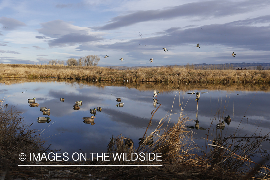 Mallards landing on pond with decoys.