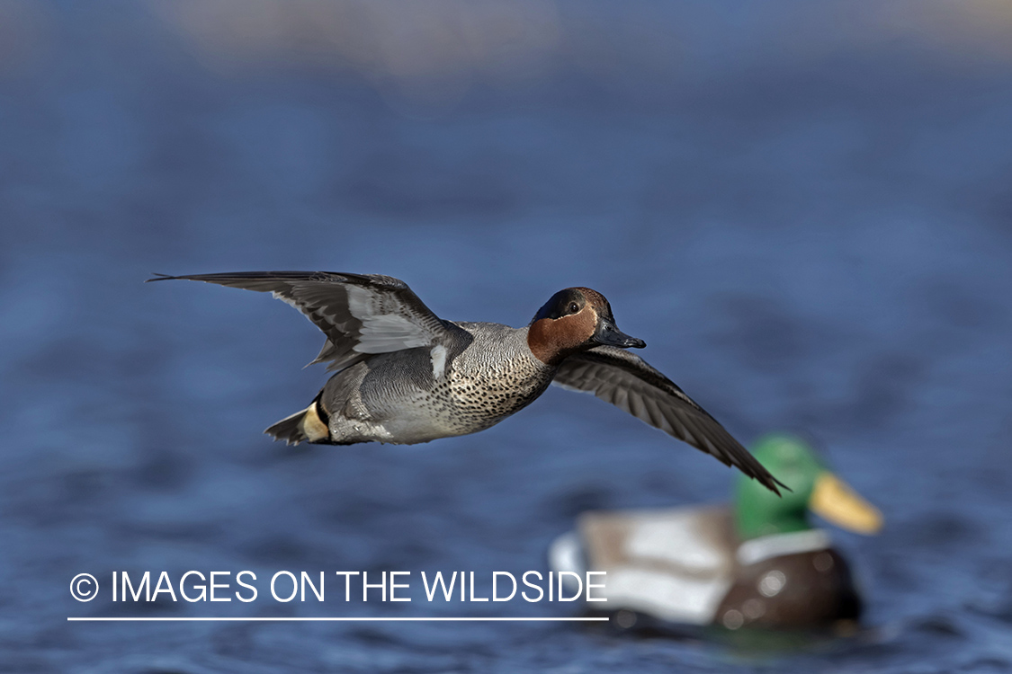 Green-winged Teal in flight.