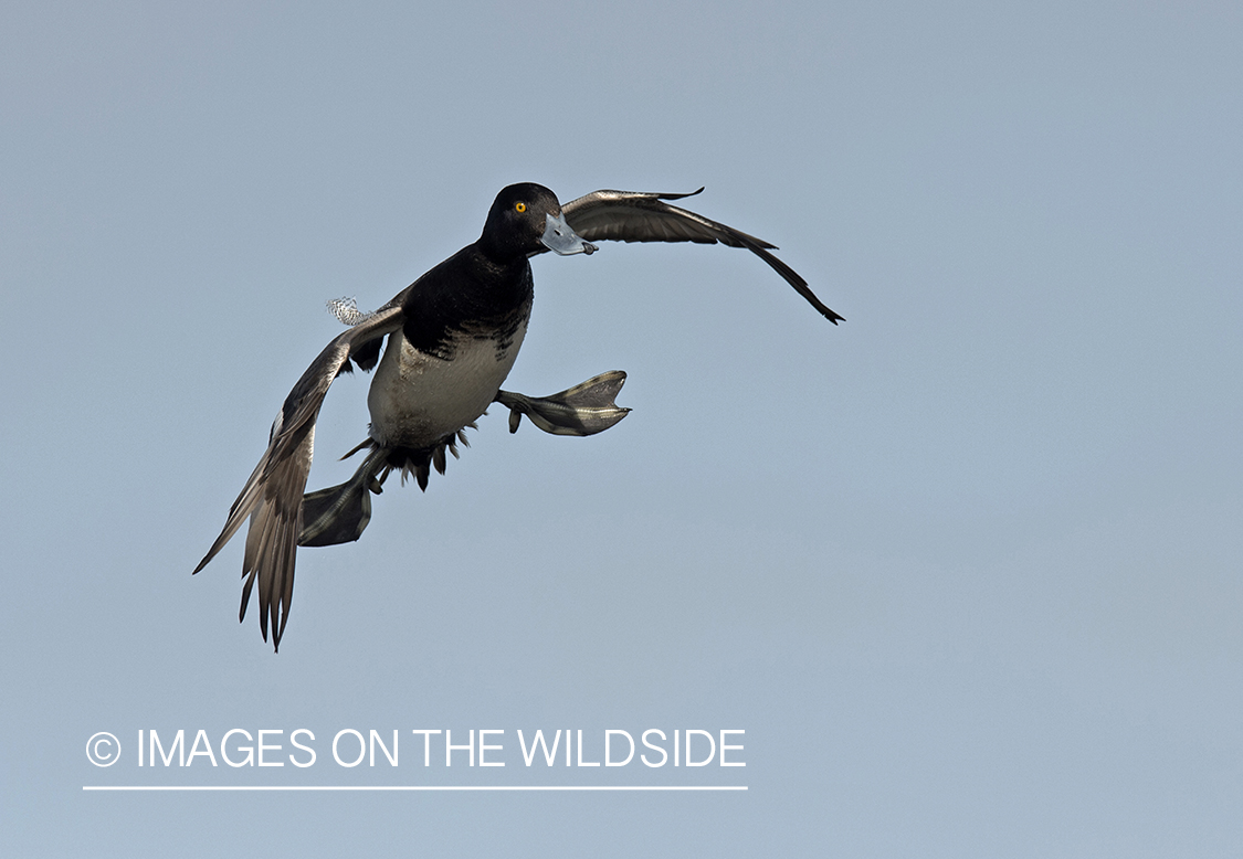 Lesser Scaup in flight.