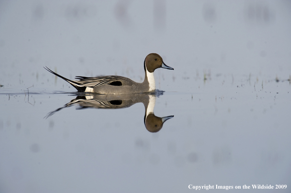 Pintail drake swimming