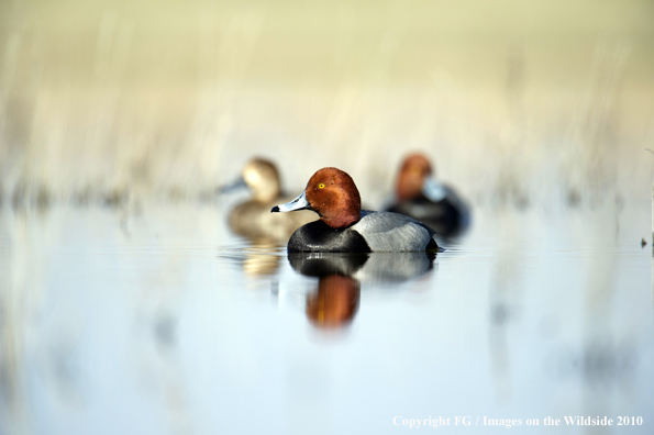 Redhead drake in habitat