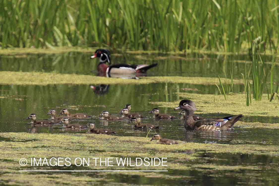 Wood duck hen with ducklings.