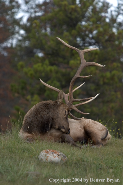 Rocky Mountain bull elk bedded in habitat.