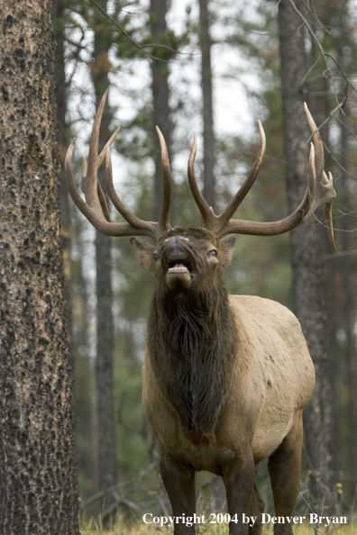 Rocky Mountain bull elk bugling.