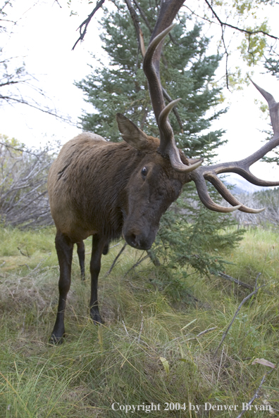 Rocky Mountain bull elk charging aggressively through forest.