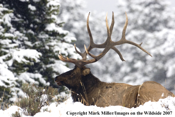 Rocky Mountain bull elk in winter habitat.