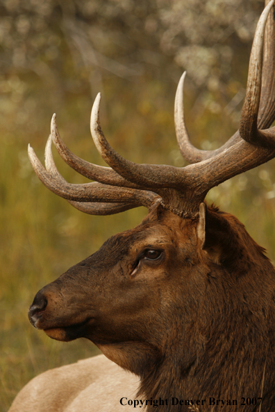 Rocky Mountain Elk bedded down