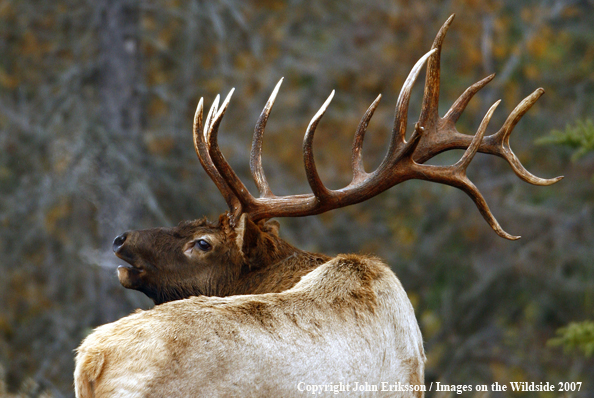 Rocky Mountain Elk bugling