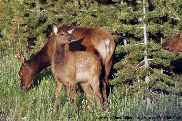 Rocky Mountain Elk in habitat