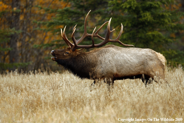 Bull Elk