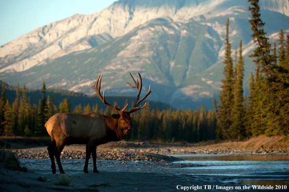 Rocky Mountain Bull Elk