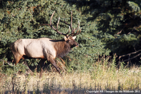 Bull elk in habitat. 