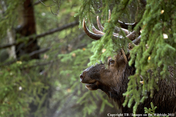 Rocky Mountain bull elk in habitat. 