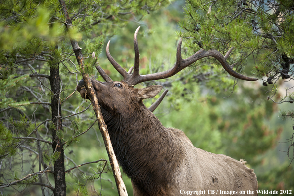 Bull elk rubbing branch. 