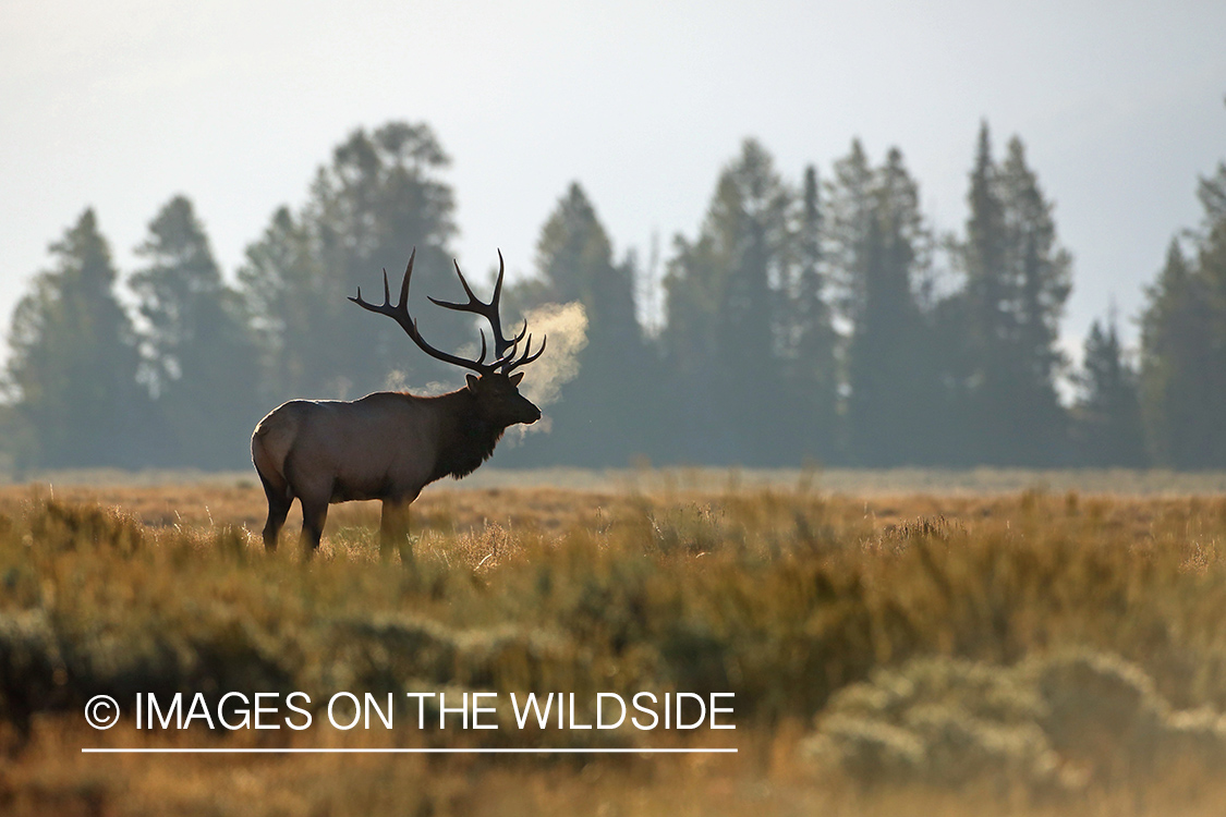 Rocky Mountain Elk in habitat.