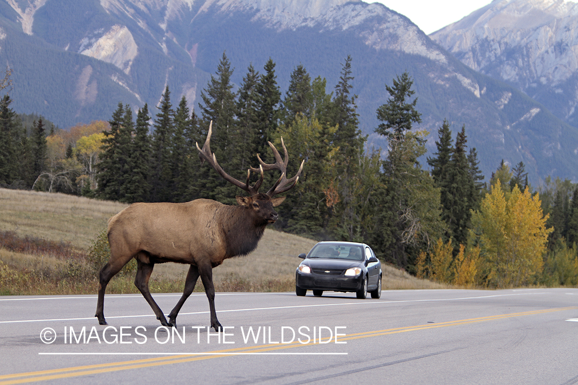 Rocky Mountain Bull Elk crossing highway.