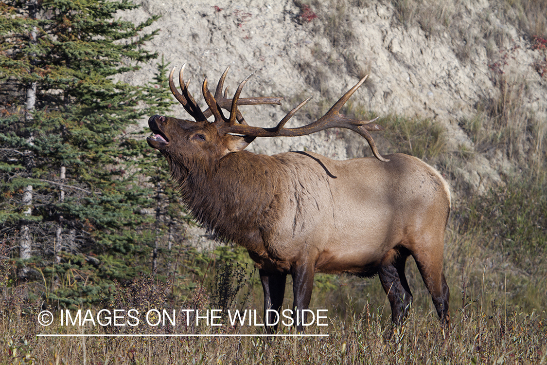 Rocky Mountain Bull Elk bugling in habitat.