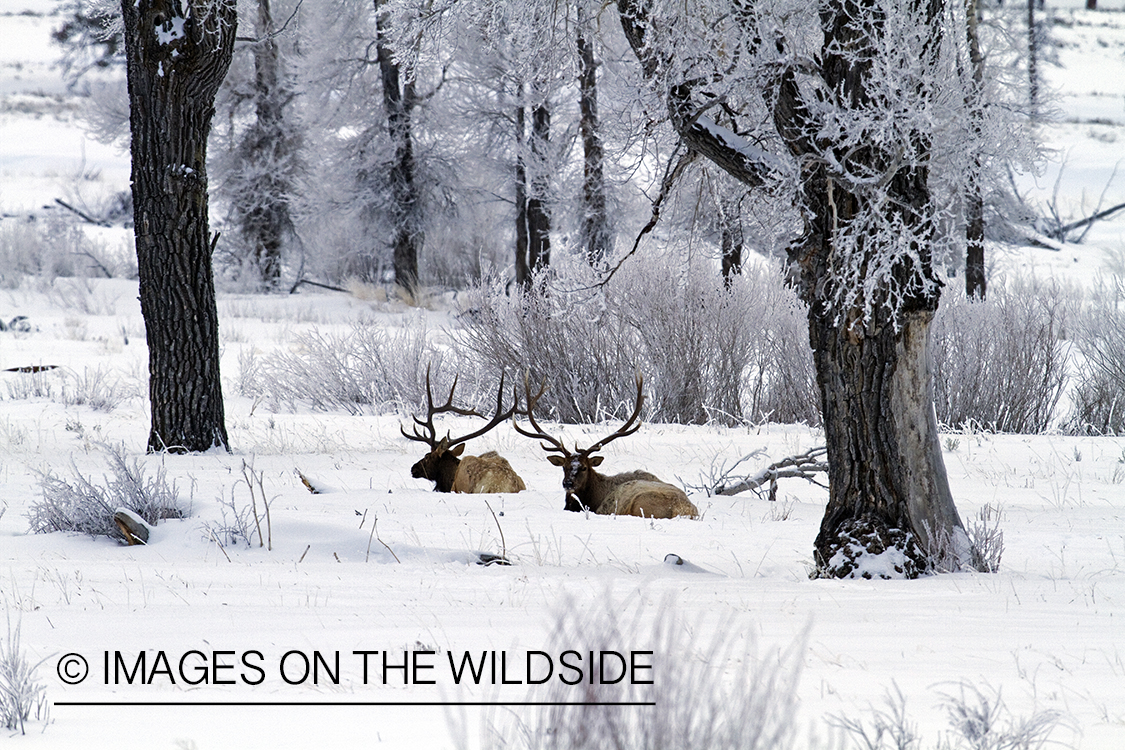 Rocky Mountain Bull Elk bedded down in winter habitat.